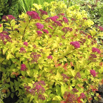 Cununiță cinerea Golden Princess, C3 imagine 5