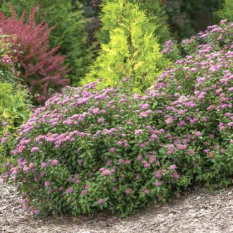 Cununiță Double Play Artist ®, C3 imagine 6