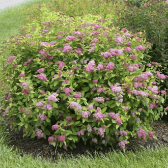 Cununiță Double Play Big Bang ®, C3 imagine 8