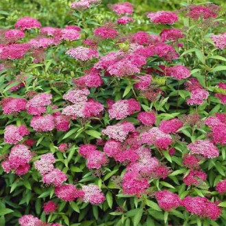 Cununiță japoneză Anthony Waterer imagine 13