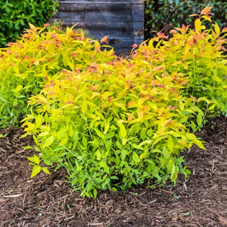 Cununiță japonica Goldflame imagine 2