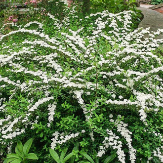 Cununiță japonica Snowmound imagine 8