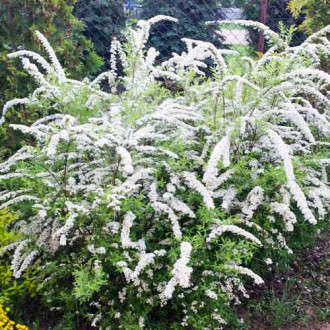 Cununiță japonica White Carpet imagine 12