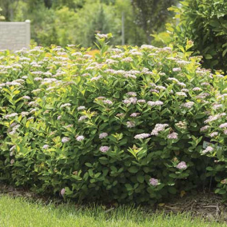 Cununiță Pink Sparkler PBR, C3 imagine 9