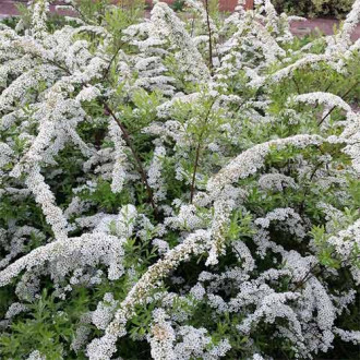 Cununiță White Carpet imagine 9