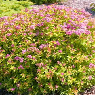 Cununiță japonica Golden Jack imagine 3