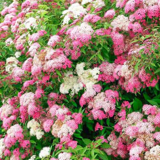 Cununiță japonica Shirobana imagine 16