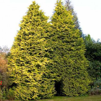 Cyprysowiec Leylanda Castlewellan interface.image 17