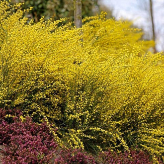 Cytisus Allgold imagine 9