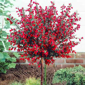 Cytisus Boskoop Ruby imagine 1