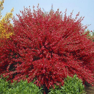 Cytisus Boskoop Ruby imagine 7