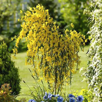 Cytisus Golden Sunlight, C2 imagine 10