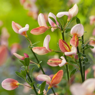 Cytisus Zeelandia imagine 6