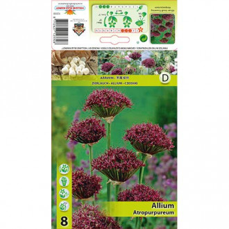 Czosnek (Allium) Atropurpureum interface.image 12