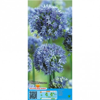 Czosnek (Allium) Azureum interface.image 4