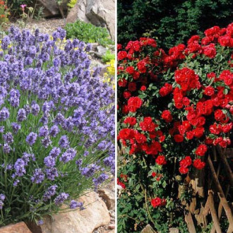 Ofertă specială! Duo de trandafir și lavandă Fragrant Duet, set de 2 soiuri imagine 14