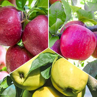 Супер предложения! Комплект Ябълково трио, 3 разсада изображение 1