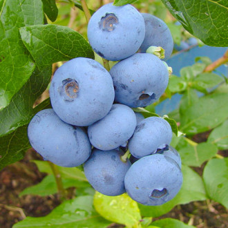 Боровинка синя Bonus изображение 17