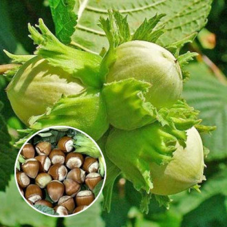 Лешник Barcelona, С2 изображение 1