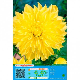 Dalia American Sun interface.image 14