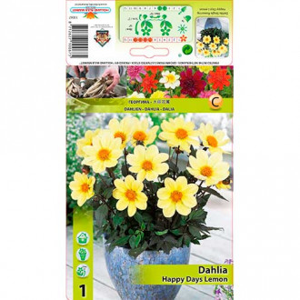 Dalia Happy Days Lemon interface.image 2