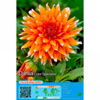 Dalia Colour Spectacle interface.image 12