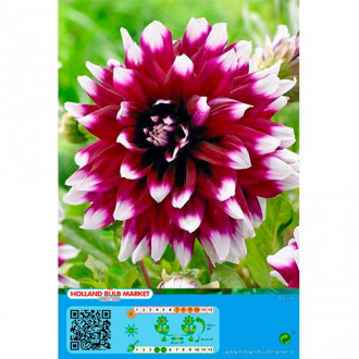 Dalia Mystery Day interface.image 13