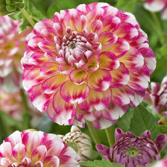 Dalia Hawaii interface.image 10