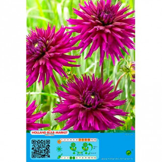 Dalia Purple Gem interface.image 4