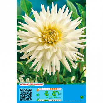 Dalia White Star interface.image 9