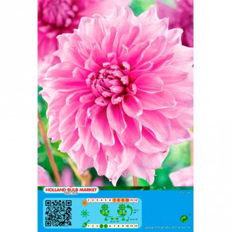 Dalia Lavender Perfection interface.image 5