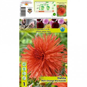 Dalia Mel's Orange Marmalade interface.image 6