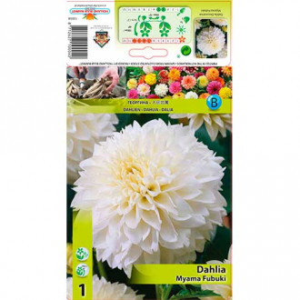 Dalia Myama Fubuki interface.image 5