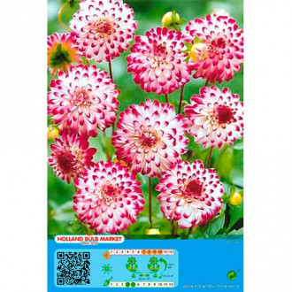 Dalia Little Robert interface.image 7