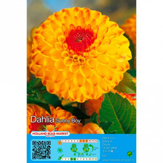 Dalia Sunny Boy interface.image 17