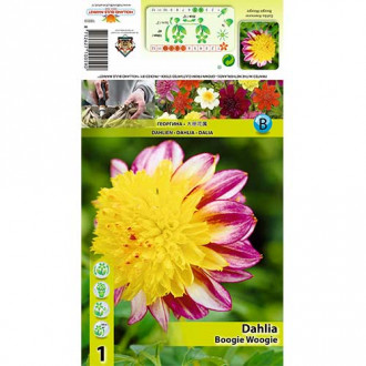 Dalie Boogie Woogie imagine 6