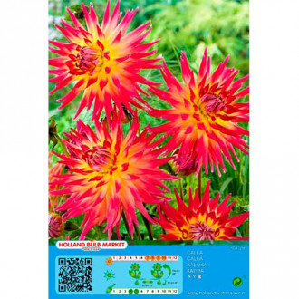 Dalie Bora Bora imagine 4