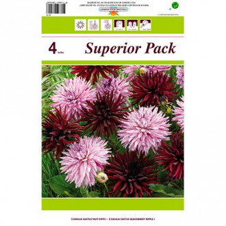 Dalie Cactus, mix multicolor imagine 12