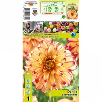 Dalie Lady Darlene imagine 6