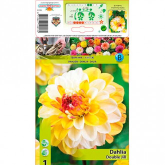 Dalie Double Jill imagine 17