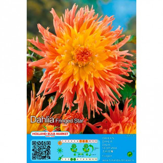 Dalie Fringed Star imagine 6