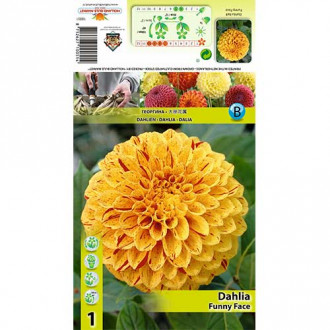 Dalie Funny Face imagine 13