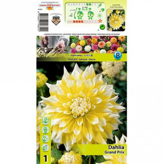 Dalie Grand Prix imagine 1