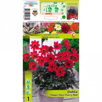 Dalie Happy Days Cherry Red imagine 2