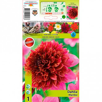 Dalie Mambo imagine 5