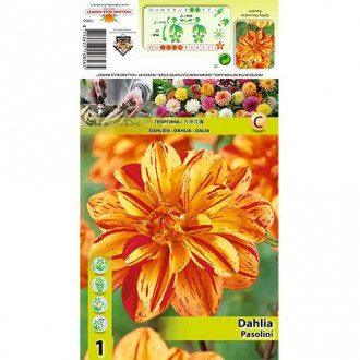 Dalie Pasolini imagine 5