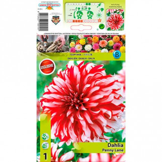 Dalie Penny Lane imagine 7