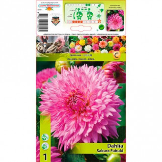 Dalie Sakura Fubuki imagine 18