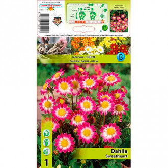 Dalie Sweetheart imagine 13