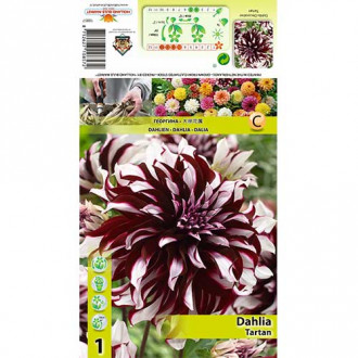 Dalie Tartan imagine 15